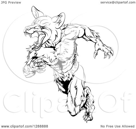 Clipart Of A Black And White Muscular Fox Man Sprinting Royalty Free