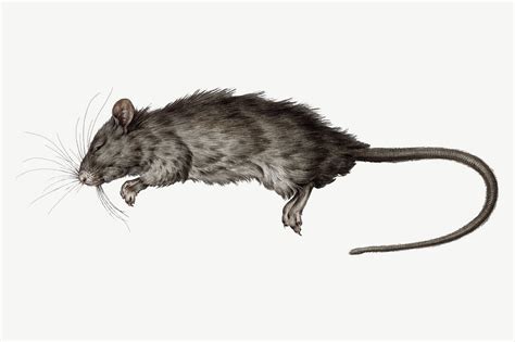 Dead Rat Images | Free Photos, PNG Stickers, Wallpapers & Backgrounds ...