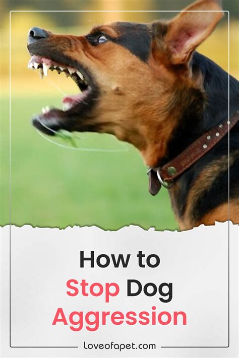 How To Stop Dog Aggression 5 Ways Love Of A Pet Aggressive Dog