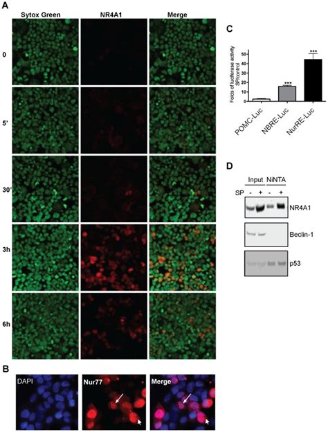 Hek293 Cells Were Transfected With Nk1r And Exposed To Sp For The