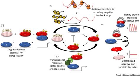 Circadian Oscillators Around The TranscriptionTranslation Feedback