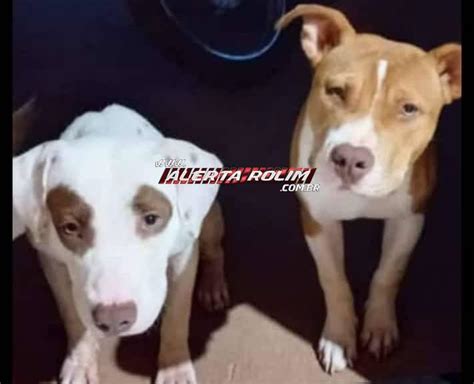 Procura Se E Oferece Recompensa Por Dois C Es Da Ra A Pitbull Que