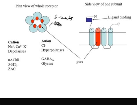 Lecture Receptors As Drug Targets Receptor Families Flashcards