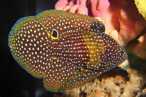 КАЛЛОПЛЕЗИОПС КОМЕТА Calloplesiops Altivelis Marine Betta Comet