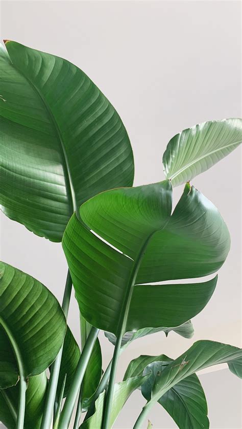 Interview with Devon Steele | GBPW Podcast Episode 71