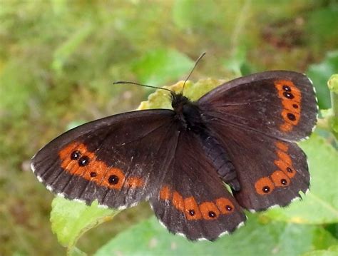 Sommerfuglbloggen Nordic Butterflies Fløyelsringvinge