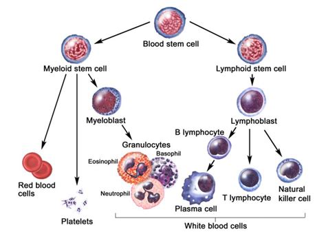 Lymphocytes Function Types Normal Range And Causes Of High Or Low