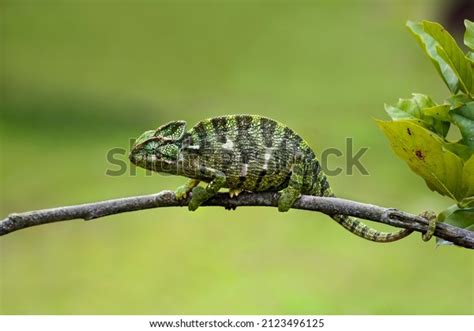 Indian Chameleon Chamaeleo Zeylanicus This Species Stock Photo