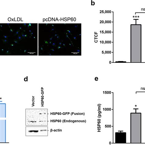 HSP60 Expression In OxLDL Treated HUVEC Cells Were Treated With OxLDL