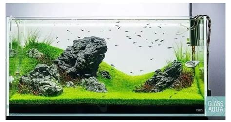 Model Aquascape Simple Cocok Buat Pemula