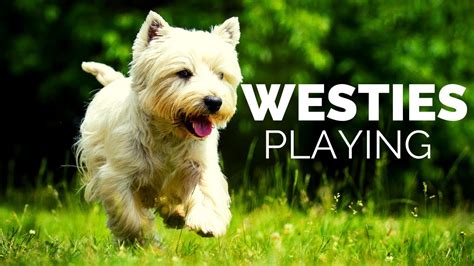 Westie Dog Playing Compilation! - YouTube