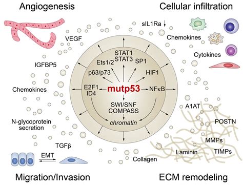 Biomolecules Free Full Text P S Extended Reach The Mutant P