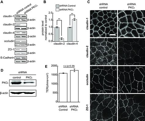 Pkc Knockdown Decreases Claudin Protein Levels A Tight Junction