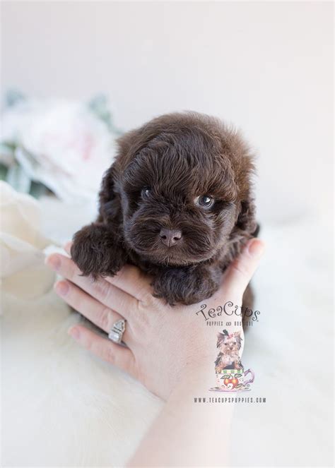 Shih Tzu Poodle Mix Puppies Florida Teacup Puppies Boutique