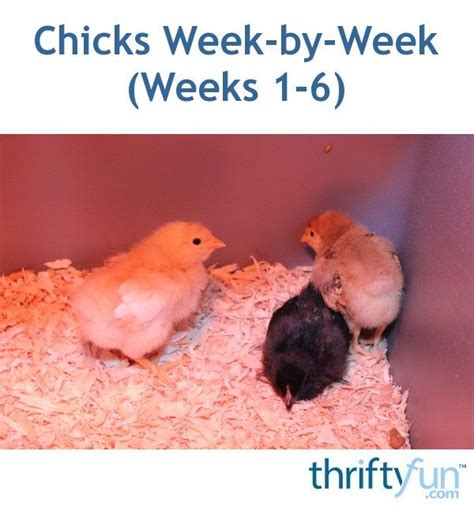 Chicks Week By Week Weeks 1 6 Pet Chickens Backyard Chicken