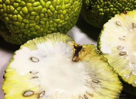 Are Hedge Apples Osage Orange Edible And What Are They Good For