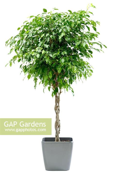 Gap Gardens Ficus Benjamina With Braided Stem Image No 0190424