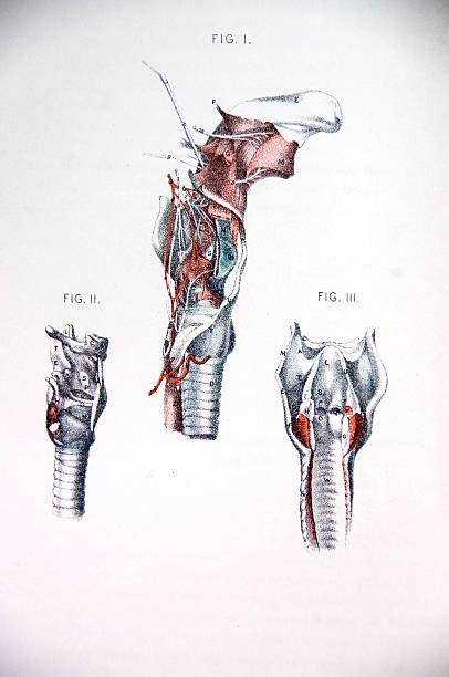 Royalty Free Epiglottis Clip Art Vector Images And Illustrations Istock