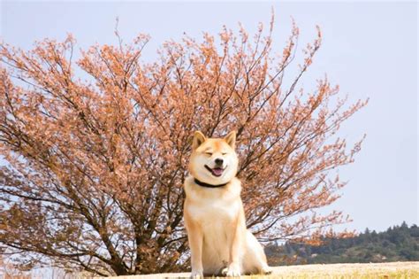 Shiba Inu Nedir SHIB Coin Fiyat Grafiği ve Nasıl Alınır Coinkolik