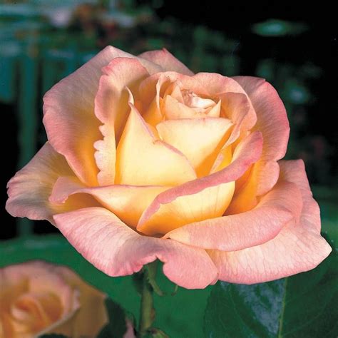 Peace Hybrid Tea Rose Jackson And Perkins