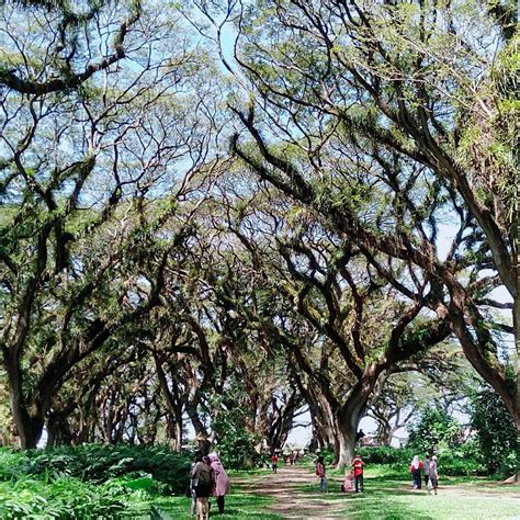 Wisata Hutan De Djawatan Banyuwangi Surga Pohon Trembesi Dan Spot Foto