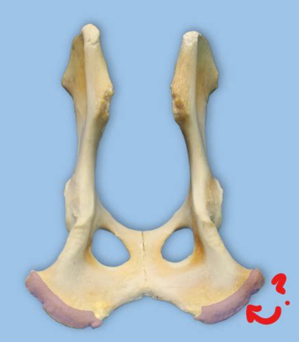 Bones Of The Pelvic Limb Flashcards Quizlet