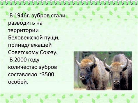 Зубр - животное Красной книги - презентация онлайн