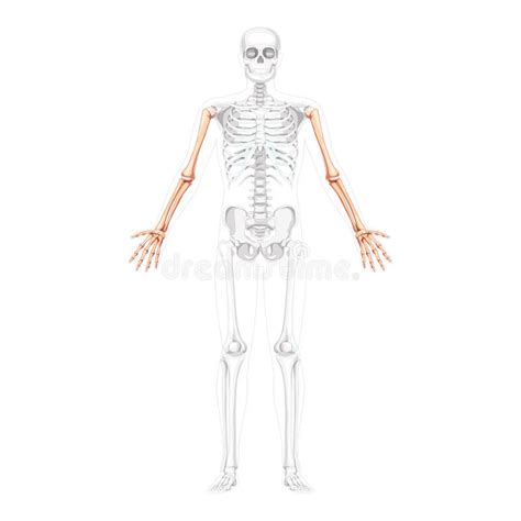 Skeleton Arms Human Front Anterior Ventral View With Partly Transparent