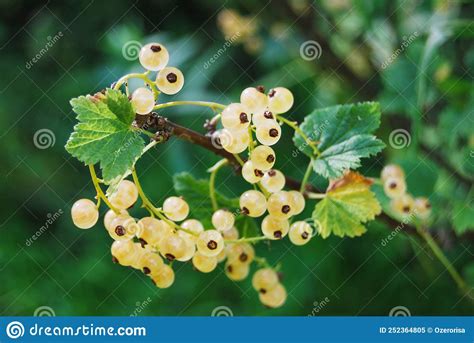 A Branch Of White Currant On A Bush A Bush With Berries Brush Of