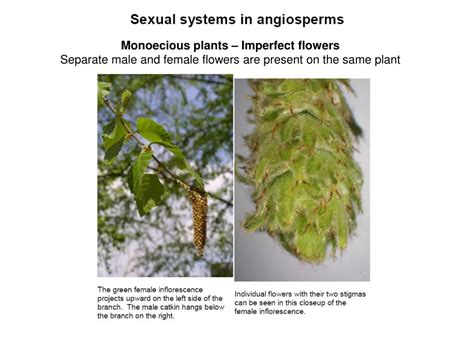 PPT Sex Determination In Cucumber PowerPoint Presentation Free