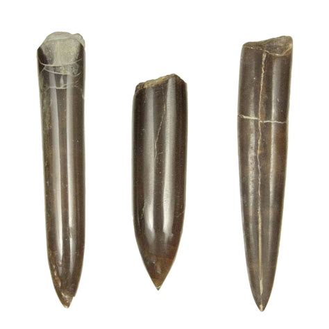 Rostre De B Lemnite Cylindroteuthis Fossile Poli Cm A L Unit