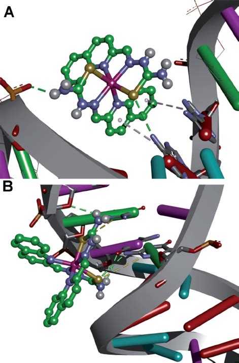 Binding Pattern Of 1 To Dna With Marked Interactions Major Groove A Download Scientific