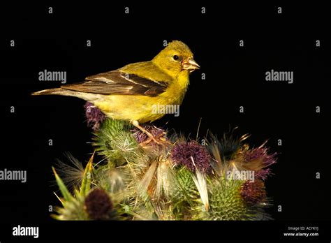 Female American Goldfinch Carduelis Tristis Stock Photo Alamy