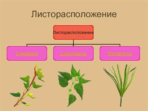 Строение побега Что такое побег Побег растения