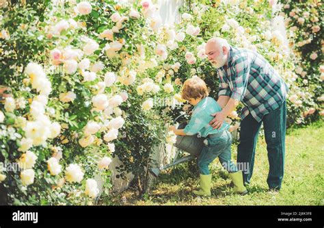 Plantar Flores Abuelo Y Nieto En Un Hermoso Jard N Jardinero Cortando