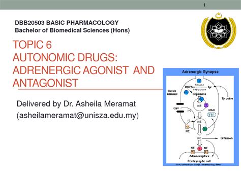 SOLUTION Dbb 20503 Autonomic Drugs Adrenergic Agonist And Antagonist