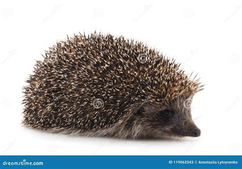 One brown hedgehog. stock image. Image of hedgehog, wild - 119062043