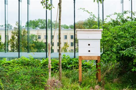 urban beekeeping harvesting honey  high rise habitats