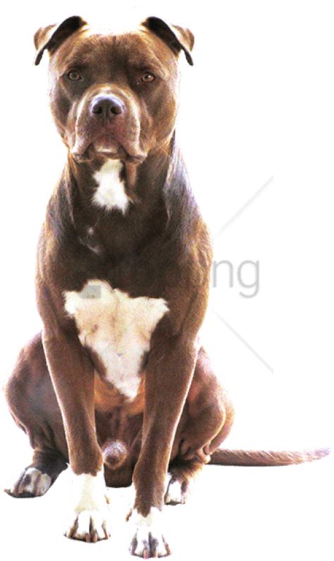 Free Png Pitbull Png Png Image With Transparent Background American