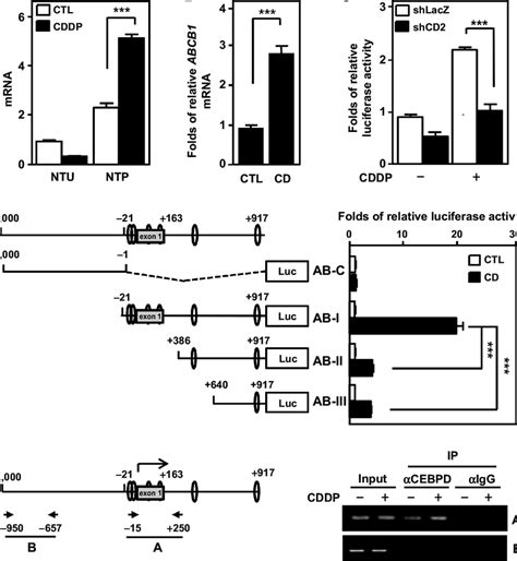 CEBPD Upregulates ABCB1 Expression Following CDDP Treatment A ABCB1