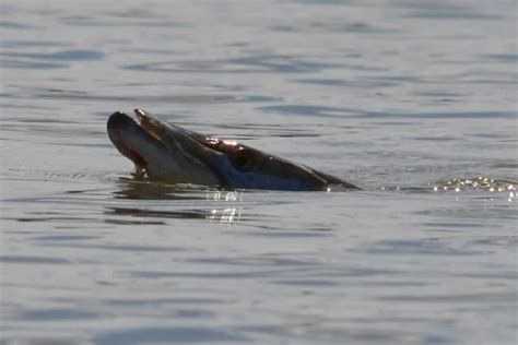 Are There Muskies In Alum Creek Alum Creek Muskie Fishing Guide