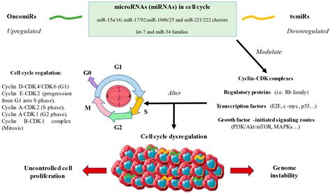 Ijms Free Full Text An Overview Of The Role Of Micrornas On