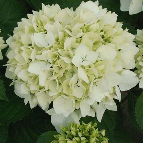 Hydrangea Macrophylla S Ur Th R Se Hortensia Raffin Blanc Et Rouge