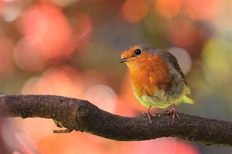 Winter Folklore The Creatures Of Christmas Folklorethursday