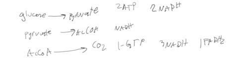 Biochemistry Ii Exam Flashcards Quizlet