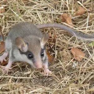 Garden Dormouse - Facts, Diet, Habitat & Pictures on Animalia.bio