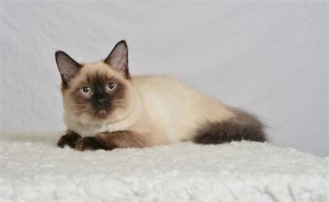 Seal Point Ragdoll Cat Breed Seal Ragdolls Colors Different Patterns