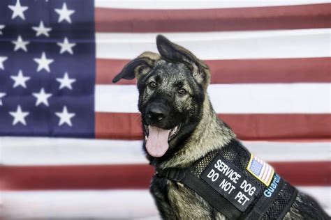 Service Animals for Our Veterans - Airpets International