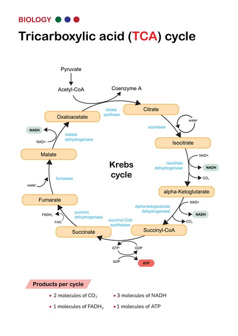 Tricarboxylic Acid Tca Cycle