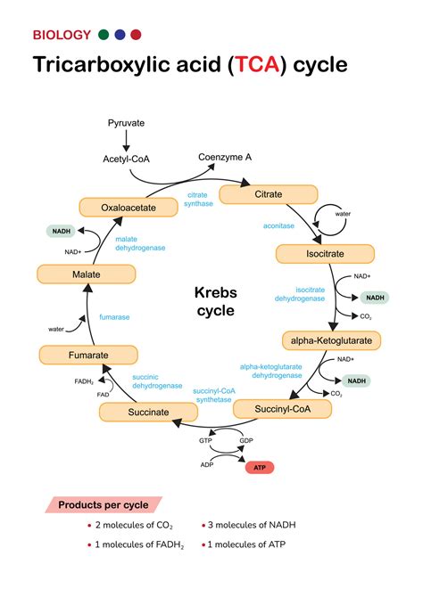 Krebs Cycle Diagram Worksheet